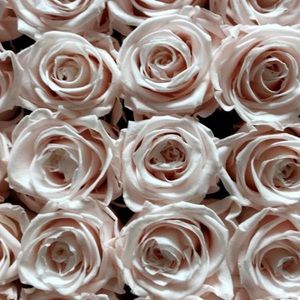 Meet your Posher, Lily